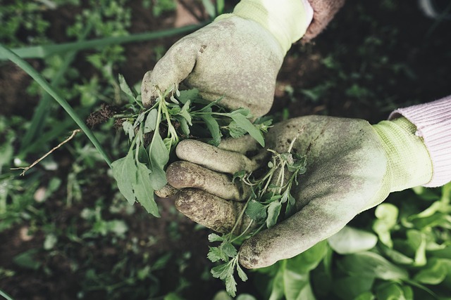 Účinné ​metody boje s plevely: Odstraňování a omezování jejich růstu